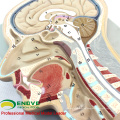 BRAIN02 (12399) Modelo avanzado de la sección cerebral, 53 posiciones mostradas del cerebro